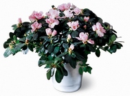 Azalea (Large)